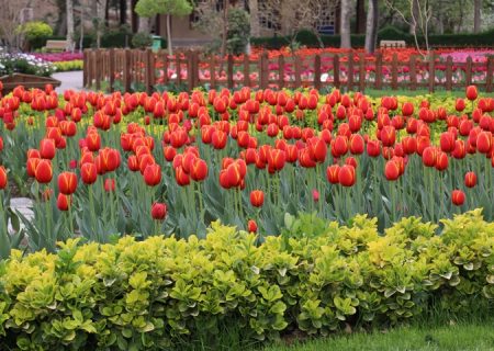 یازدهمین جشنواره لاله‌های کرج