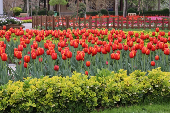 یازدهمین جشنواره لاله‌های کرج