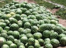 غلظت نیترات در هندوانه‌ ایرانی کمتر از ۱۰ میلی گرم است