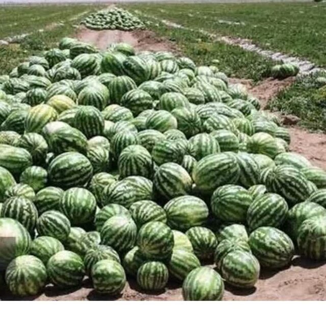 غلظت نیترات در هندوانه‌ ایرانی کمتر از ۱۰ میلی گرم است